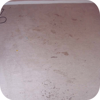 absolute kleen before
